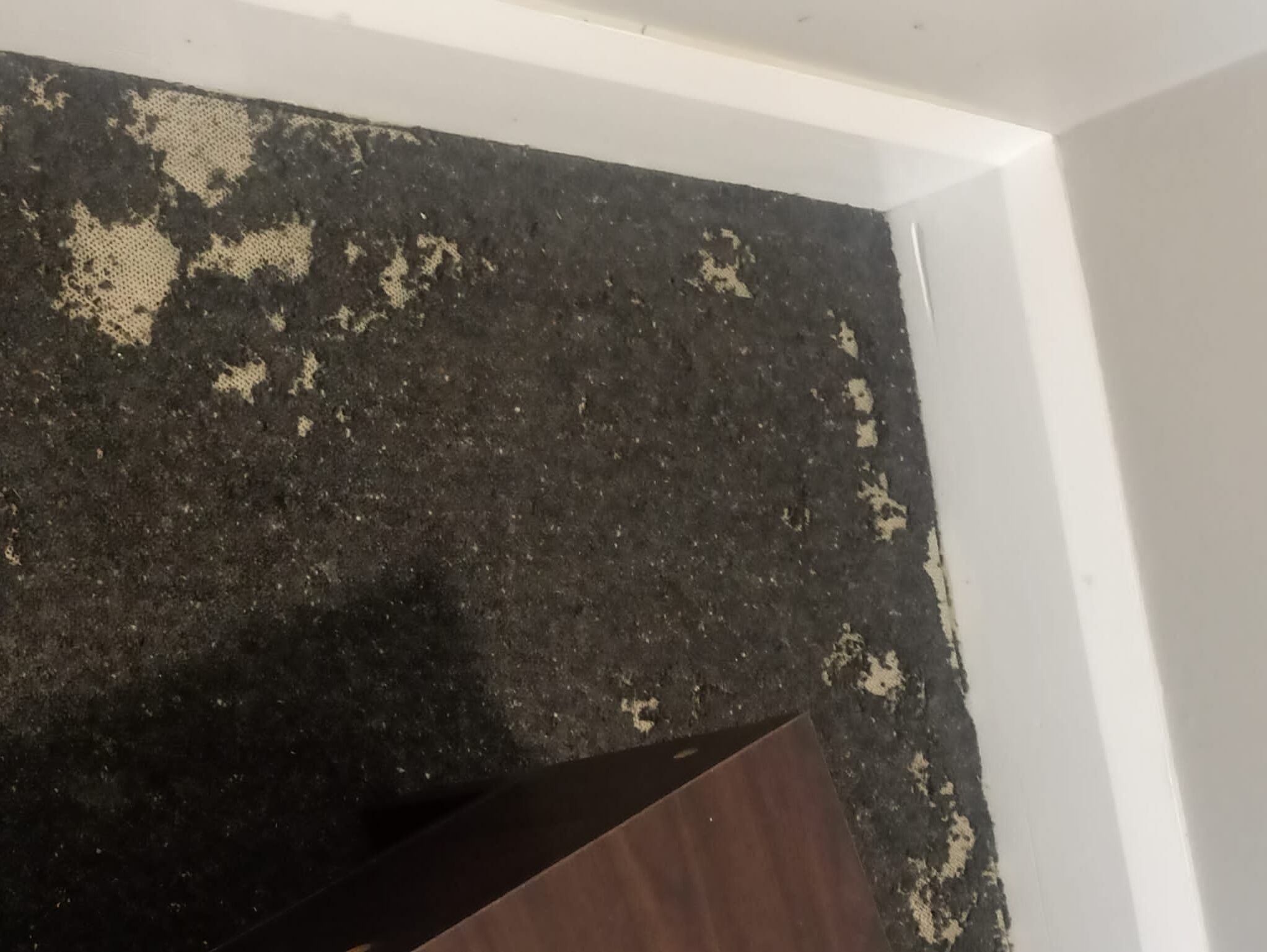 Recent carpet beetle inspection