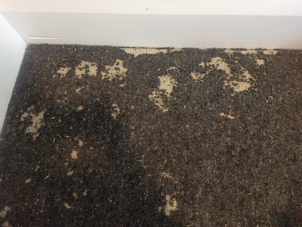 Recent carpet beetle inspection in Christchurch