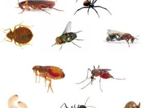Selection of pest yourlocal handels