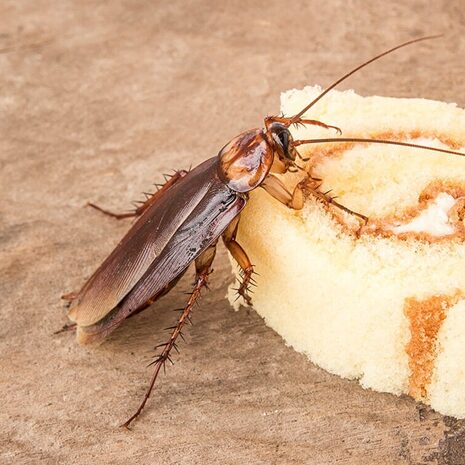 Cockroach eating